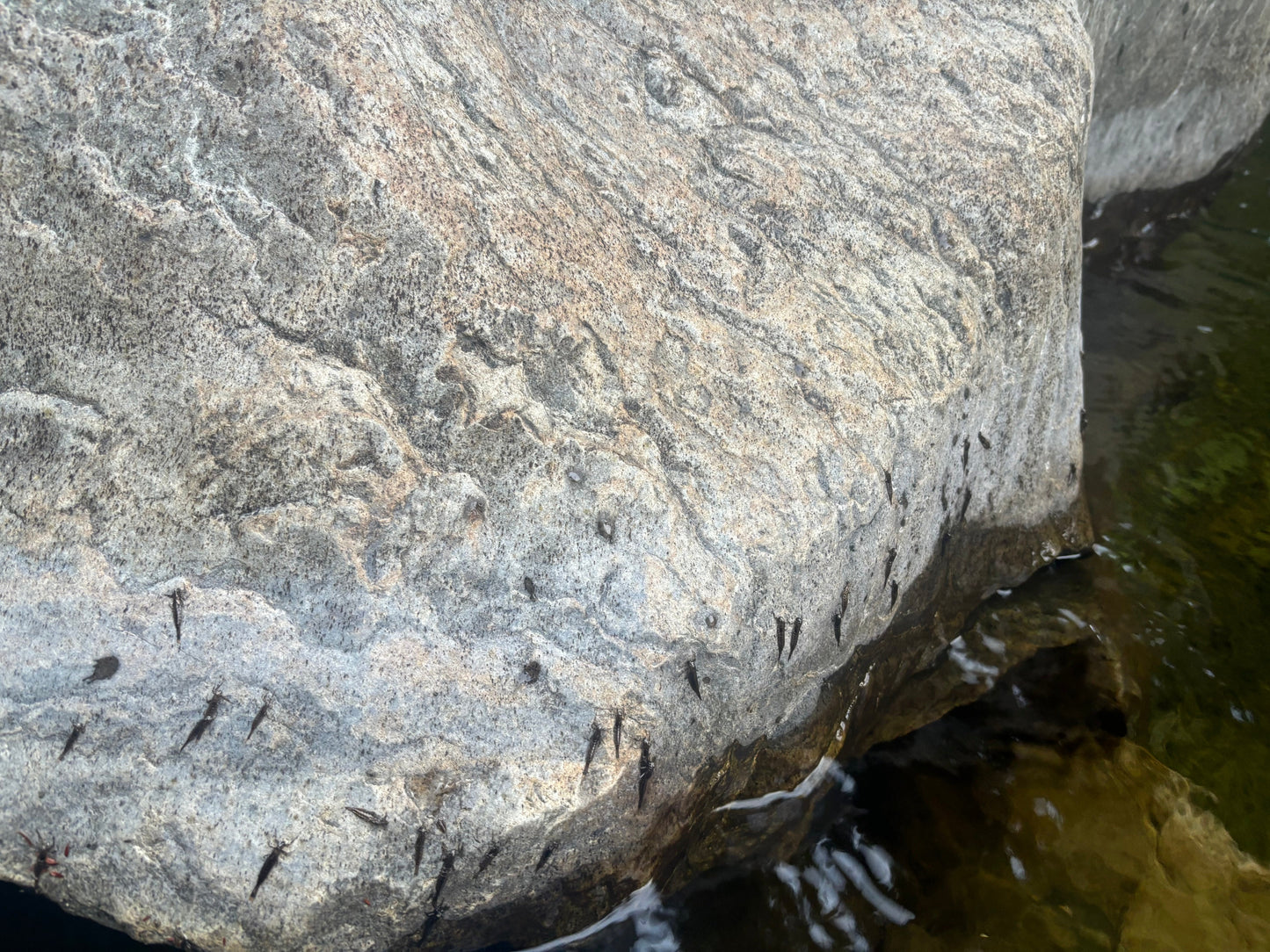 Fish Report - 9/26/2025