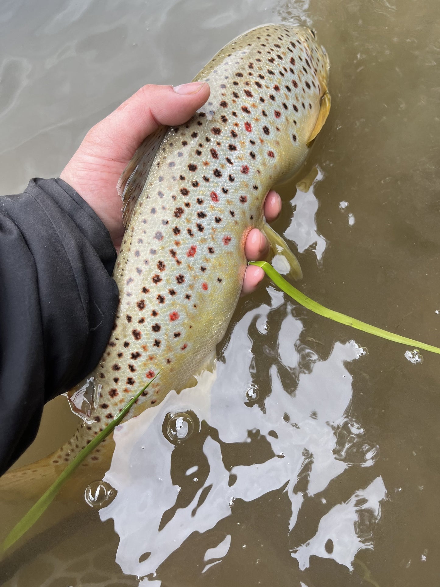 Fishing Report - 3/21/2025